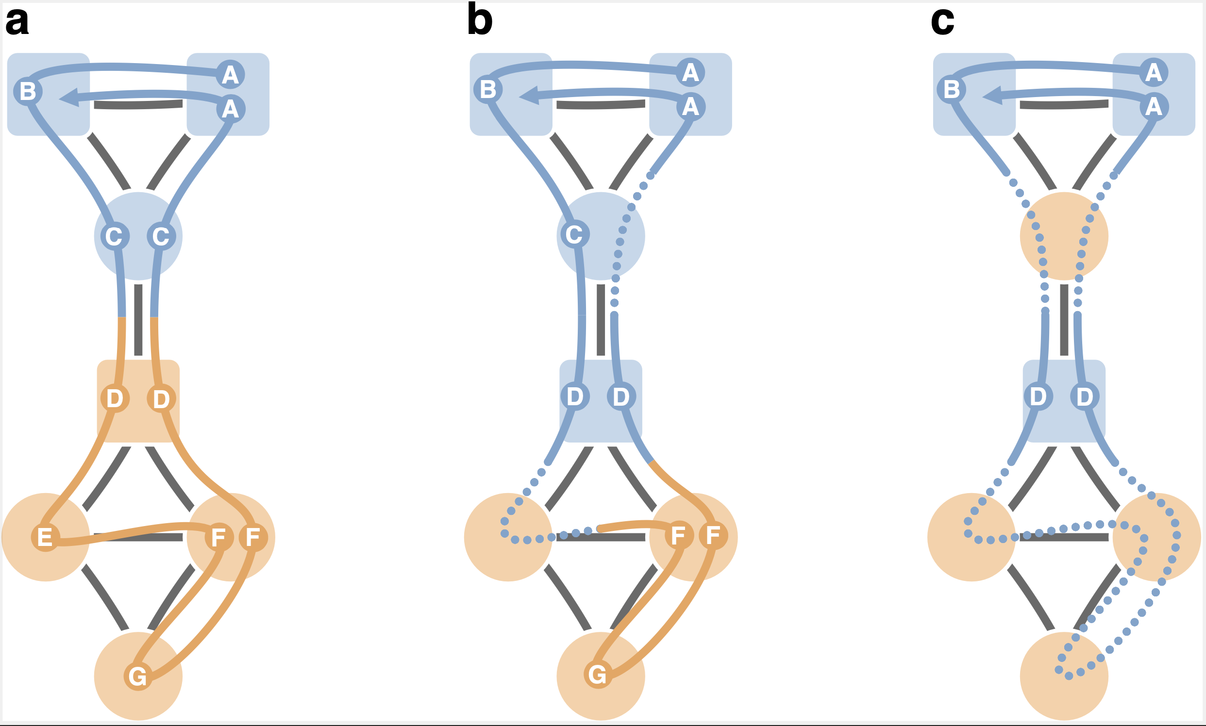 Lazy encoding random walks on a schematic network with metadata. In this case, the random walk always encodes the next step if the target node's metadata is the same as the current node. When the metadata differs, the walker encodes with probability p in [1/3, 1] in a, p in [1/10, 1/3) in b, and p < 1/10 in c. Node shapes represent metadata, and node colors represent optimal partitions. Random walks with labeled circles where they encode and dashed lines where they do not, colored by the currently encoded module.