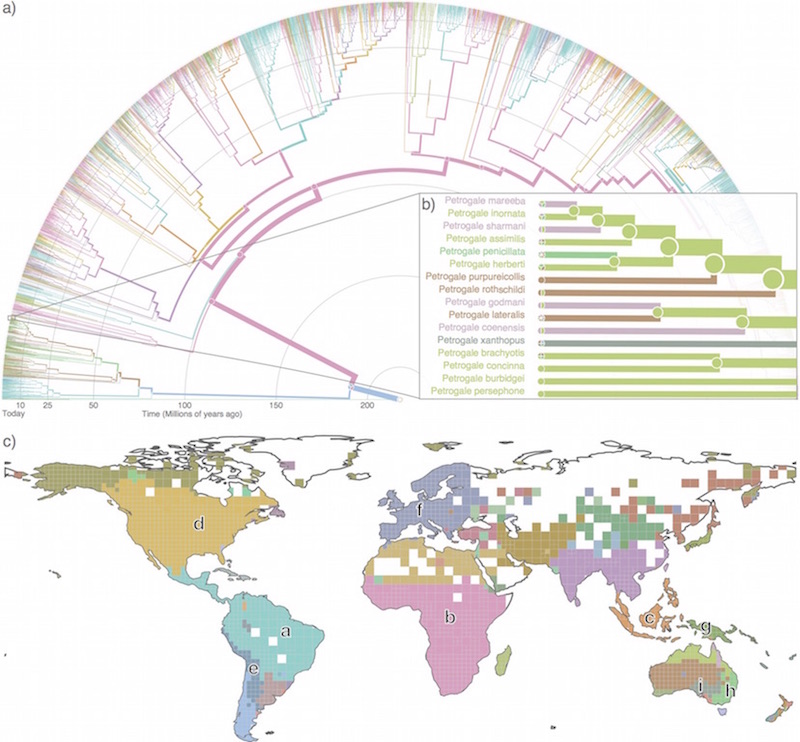 Bioregion map and phylogenetic tree of world mammals with ancestral range reconstruction, generated with Infomap Bioregions. a) Phylogenetic tree of 5,747 mammals computed from (Faurby and Svenning, 2015), fully zoomable on the online application. Ancestral ranges reconstructed under Fitch parsimony. Pie charts depict most parsimonious ancestral ranges at nodes, and current distributions for extant species. Branch lines are scaled to the number of terminals subtending each branch, in order to improve visualisation of the overall tree structure. b) Magnified part of the tree, highlighting the rock-wallabies (genus Petrogale) which are currently distributed across several bioregions in Australia. This analysis suggests that all rock-wallabies, including the Yellow-footed rock-wallaby (Petrogale xanthopus), which is the most indicative species of the southeast bioregion (i), originated from a common ancestor in northern Australia. c) Bioregion map of world mammals using species point occurrences from GBIF. White areas have insufficient data and were excluded from the analysis. Colours are used consistently across the subfigures. Table shows information about labelled bioregions.